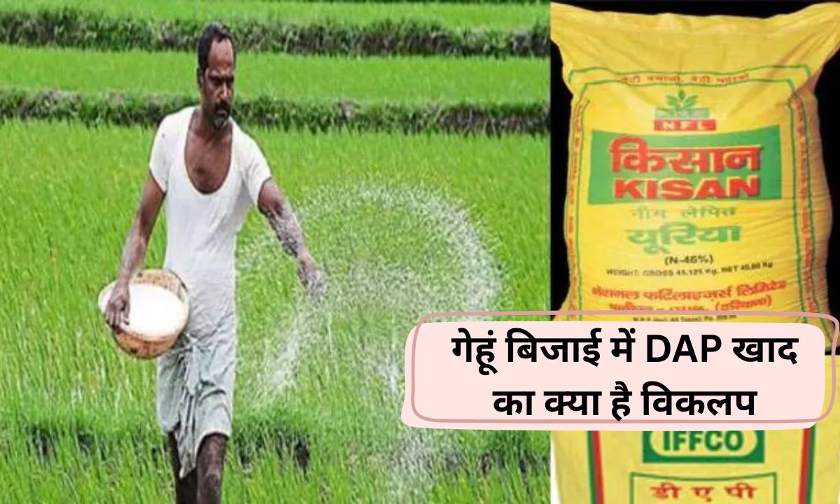 Agriculture News Wheat sowing begins today in Haryana, DAP shortage, TCP alternatives, see which one contains how many nutrients
