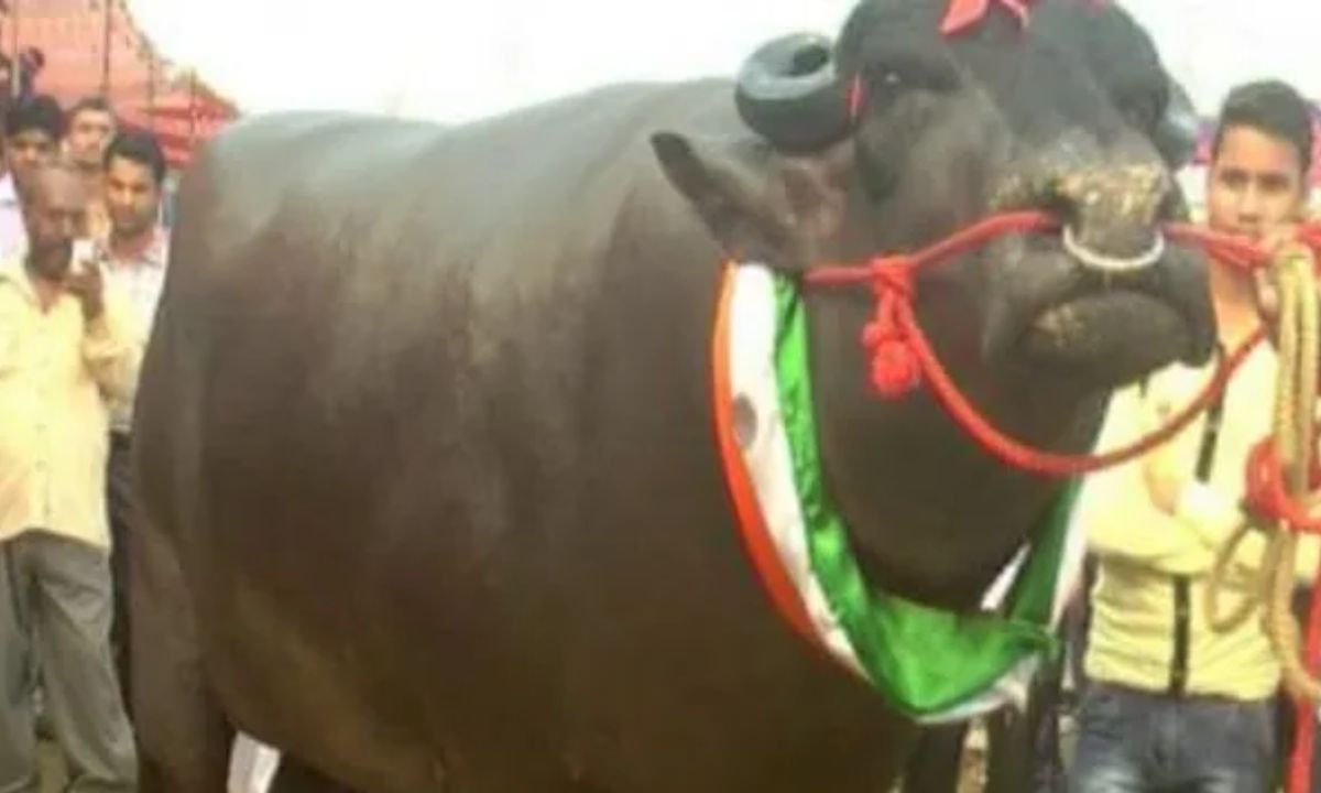 Bull Yuvraj Death Yuvraj, a buffalo worth Rs 9.25 crore, died in Haryana. He was of Murrah breed and was more expensive than a Mercedes car.