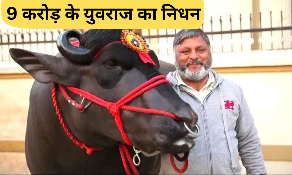 Bull Yuvraj Death Yuvraj, a buffalo worth Rs 9.25 crore, died in Haryana. He was of Murrah breed and was more expensive than a Mercedes car.