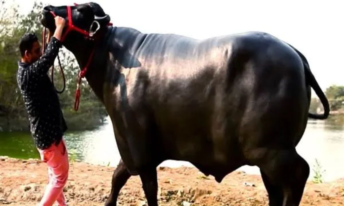 Bull Yuvraj Death Yuvraj, a buffalo worth Rs 9.25 crore, died in Haryana. He was of Murrah breed and was more expensive than a Mercedes car.