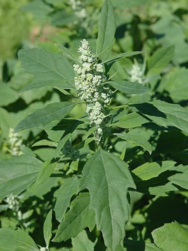 These diseases are cured by eating Pathua vegetable, come here to know the complete details.
