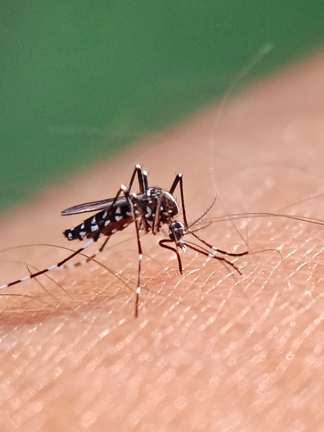The risk of dengue has increased these days, know what are the new symptoms of dengue?