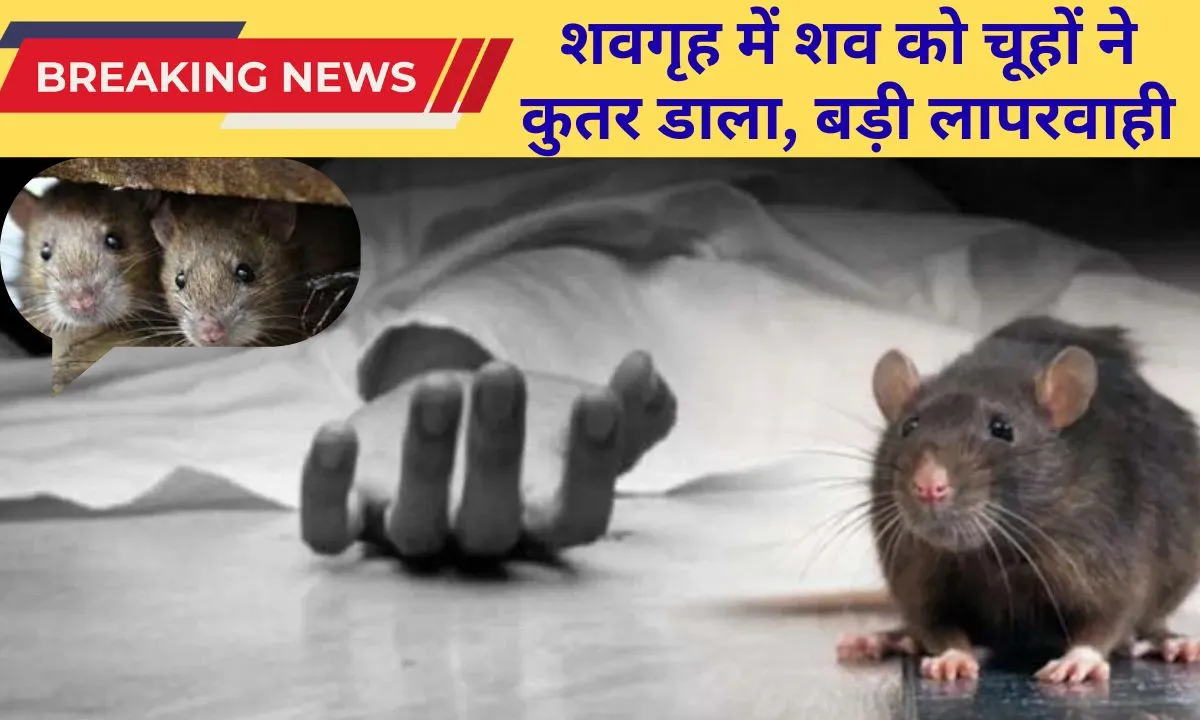 Jind Hospital's negligence... Rats gnaw at the body of a 50-year-old man in the mortuary; they ate his nose, ears and eyes.