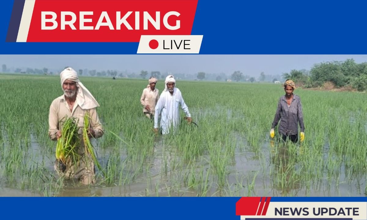 Jind Kharif crop losses will be re-verified; 23,000 farmers have applied for compensation.