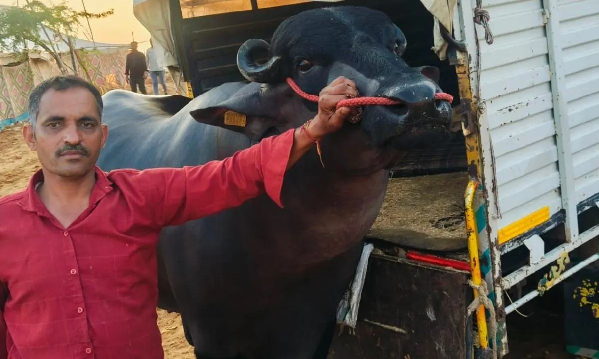 Kuber Jhota : देश का सबसे महंगा झोटा हरियाणा का कुबेर, 21 करोड़ कीमत, रोजाना की खुराक देख हो जाएंगे हैरान 2 Kuber Jhota The country's most expensive Jhota is Kuber of Haryana, worth Rs 21 crore, you will be surprised to see his daily diet.