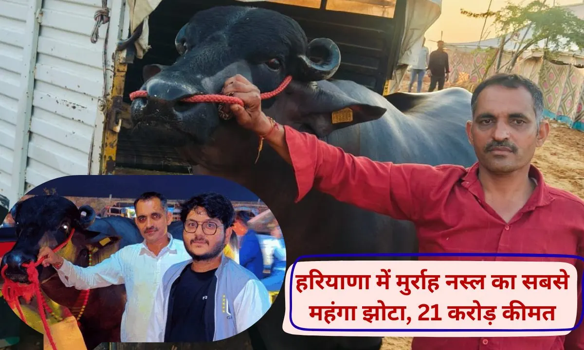 Kuber Jhota The country's most expensive Jhota is Kuber of Haryana, worth Rs 21 crore, you will be surprised to see his daily diet.