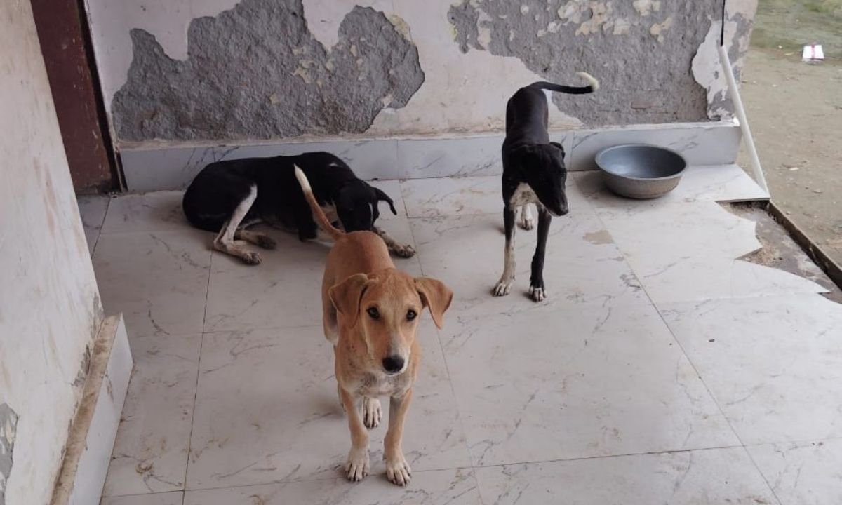 Haryana New Rule : स्कूल, कॉलेज, लघु सचिवालय या किसी संस्थान के अंदर कुत्ते ने काटा तो संबंधित विभाग होगा जिम्मेदार 1 Haryana New Rule If a dog bites inside a school, college, mini secretariat or any institution, the concerned department will be held responsible.