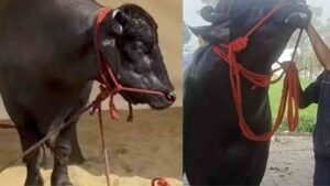 Vidhayak Jhota: The price of Haryana's Jhota 'Vidhayak' surprised everyone, know the price of Jhota here